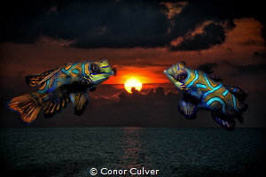 "Mandarin Sunset" part of my Underwater Surrealism series... by Conor Culver 